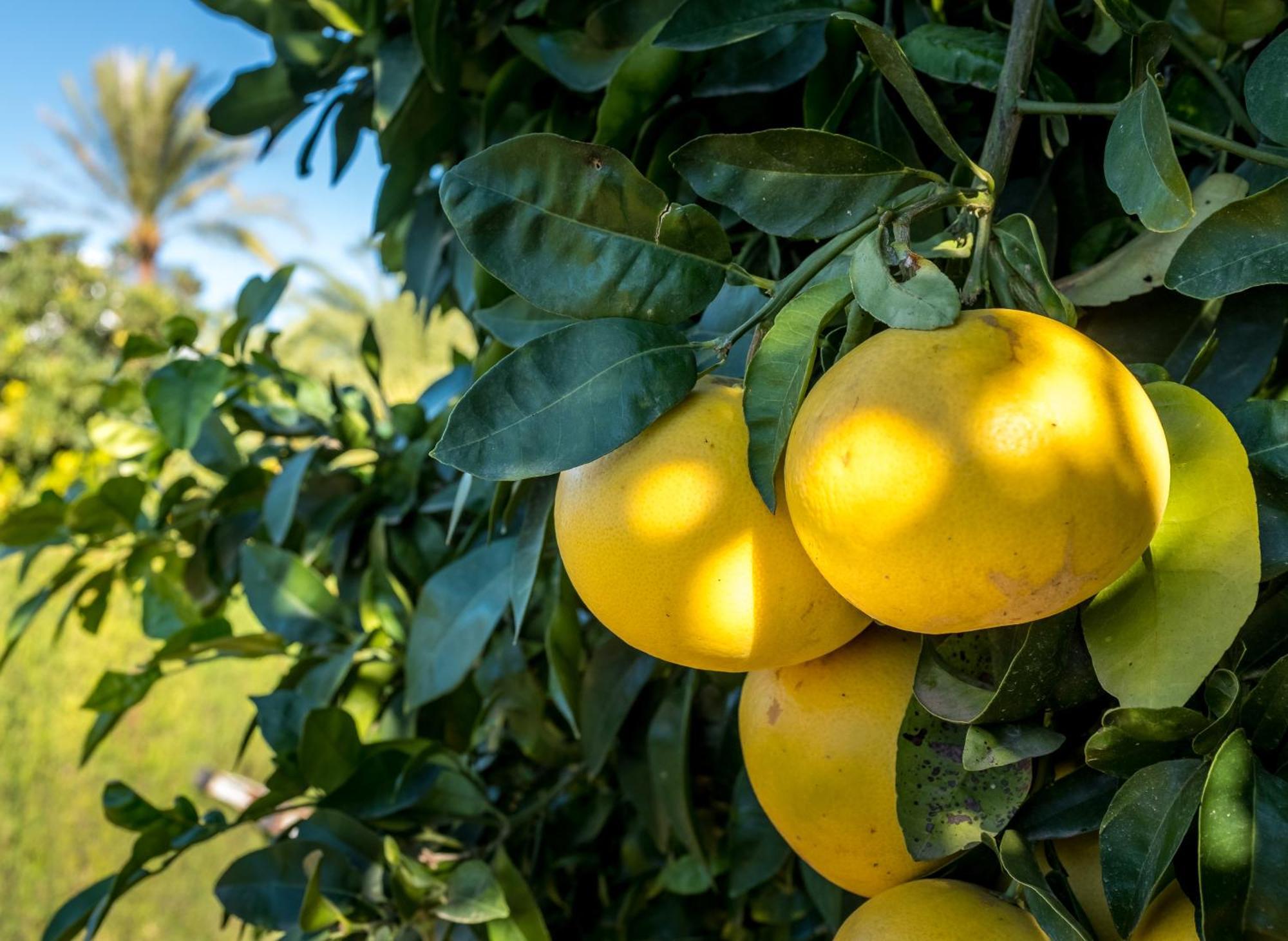 Finca De La Pansa Benissa Dış mekan fotoğraf